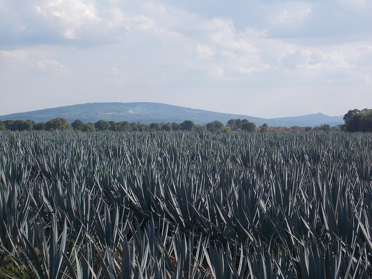 Campo tupido de agave azul (Agave tequilana weber) en Los Altos de Jalisco, región de Arandas